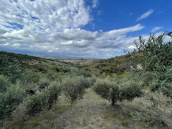 Olive grove and olives 4